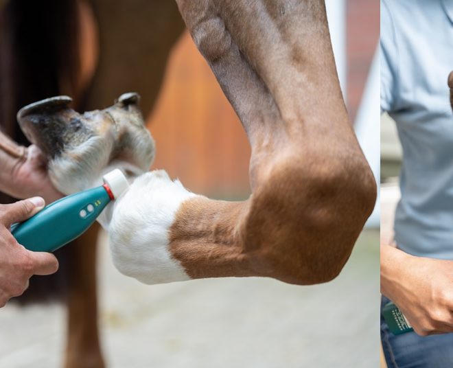 EXKLUSIV - Veterinär Präsenzseminar mit Dr. Randoll und Dr. Gieren